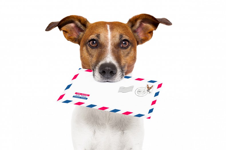 Dog holding letter