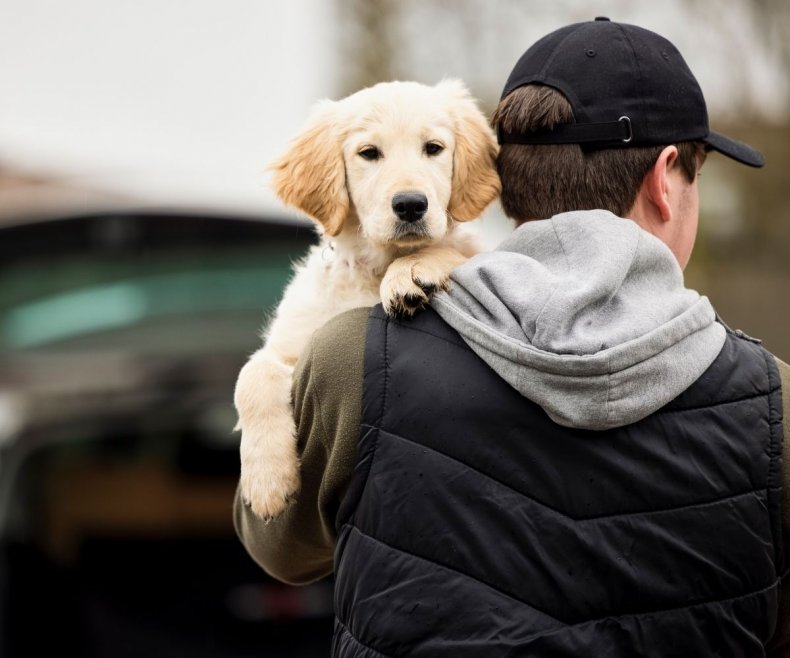 Stock image of a dog with owner