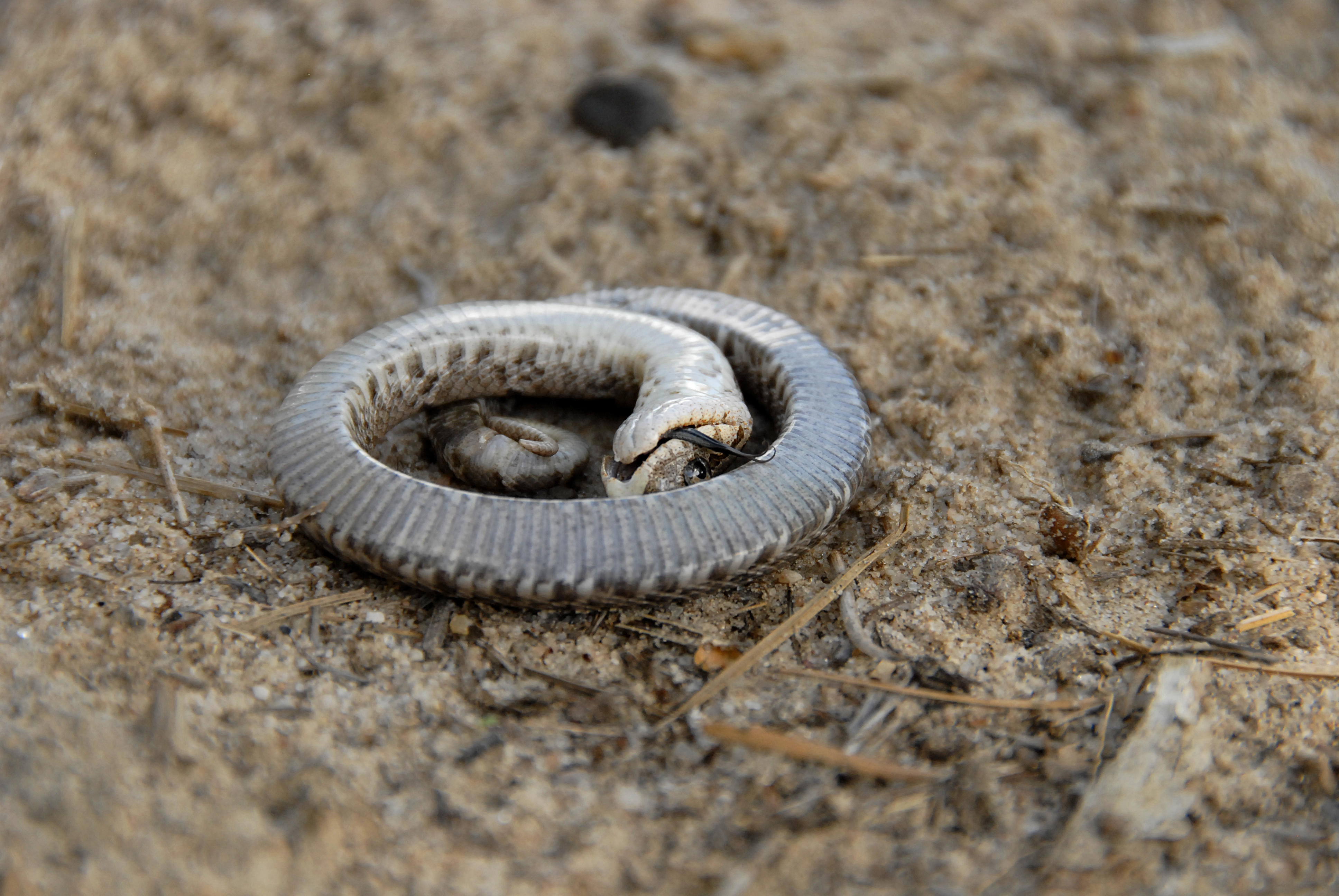 Zombie snake': Eastern hognose plays dead to avoid predators