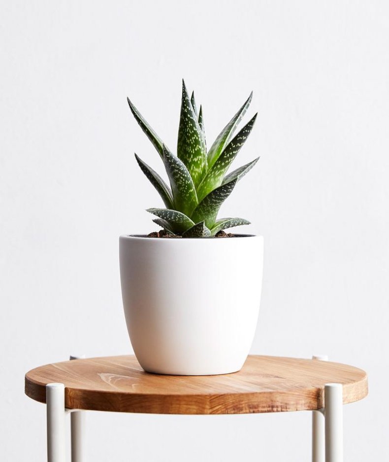 Ansel and Ivy Tiger Aloe