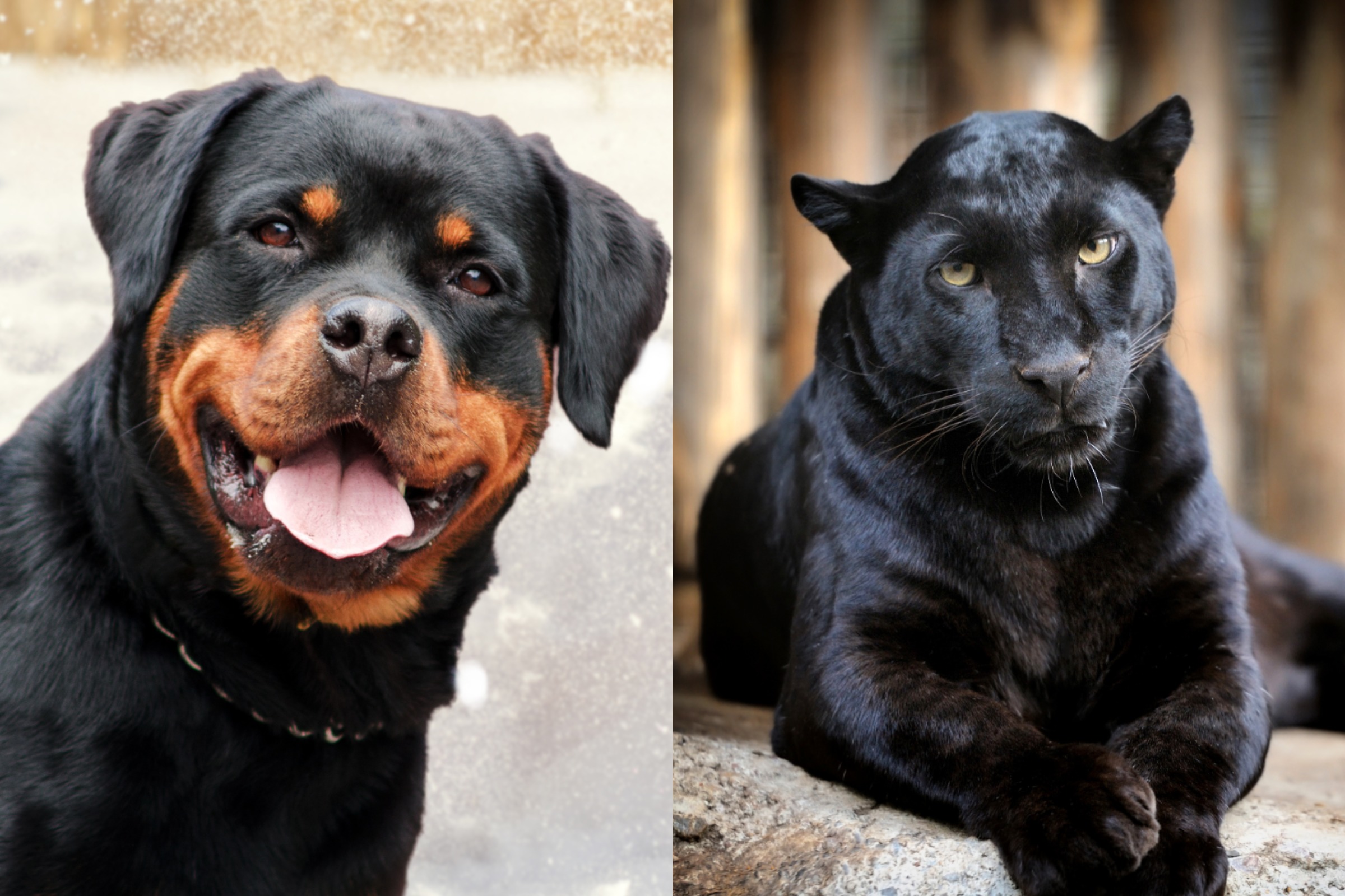 Panther and Rottweiler Become Best Friends After Woman Rescues Wild Cat From Zoo