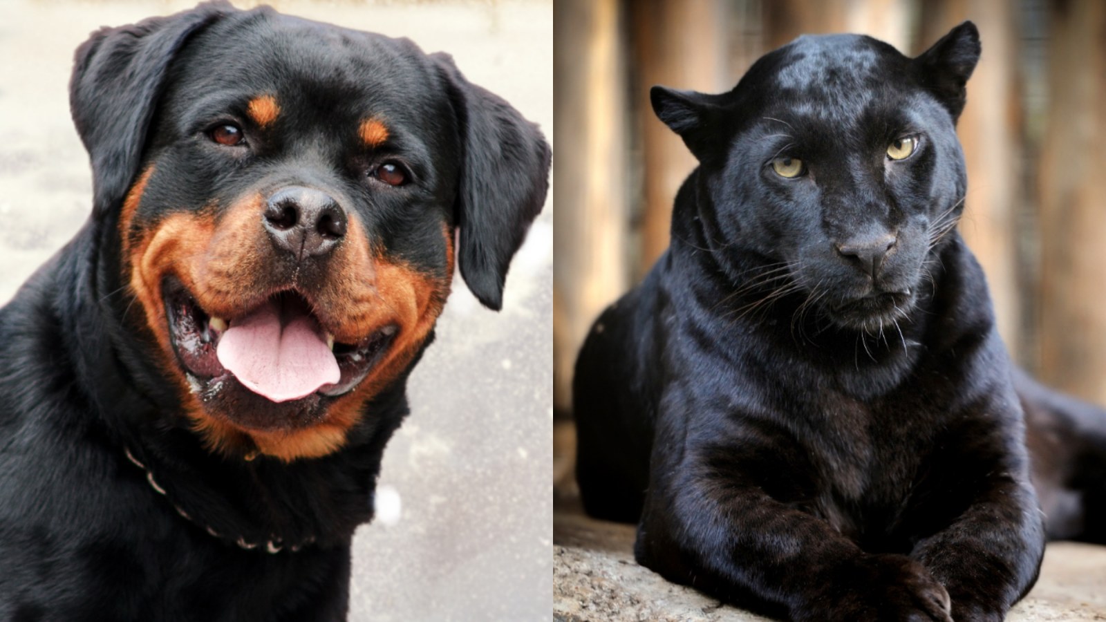 Panther and Rottweiler Become Best Friends After Woman Rescues Wild Cat  From Zoo