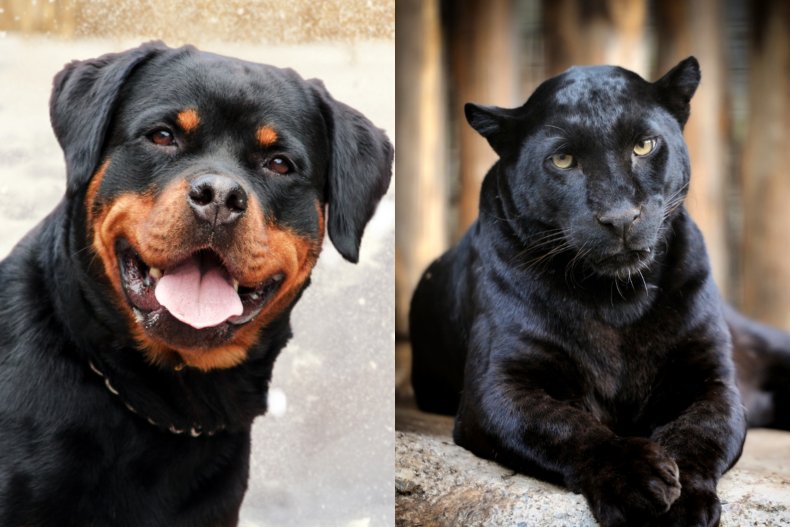 A panther and a Rottweiler 