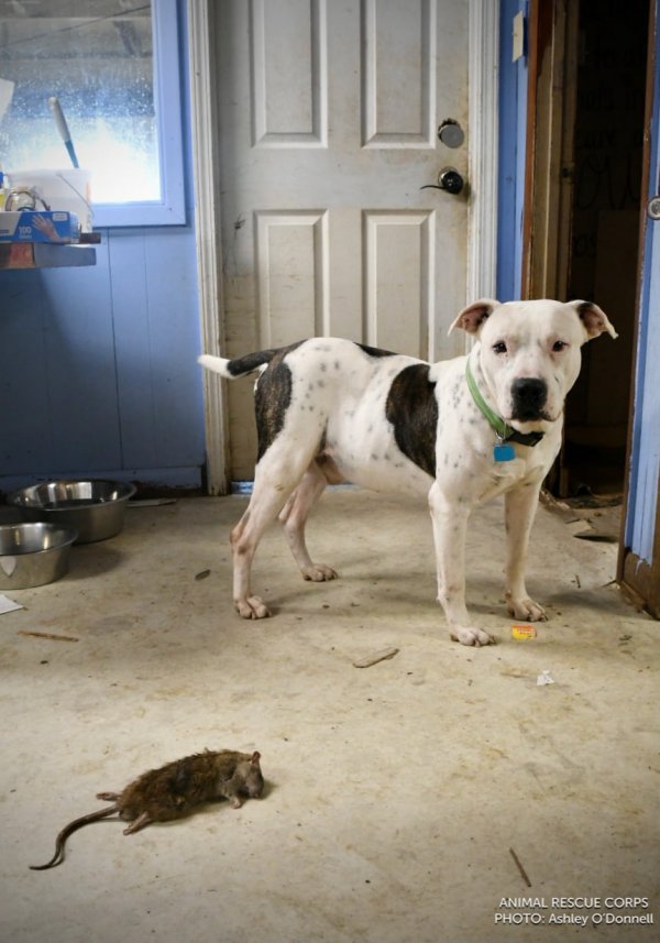 Hundreds of Animals Saved in Rescue Mission From Rat-Infested Shelter Hundreds of Animals Saved in Rescue Mission From Rat-Infested Shelter
