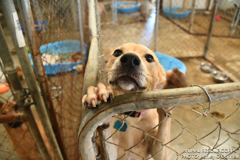 Dog at the animal shelter before rescue