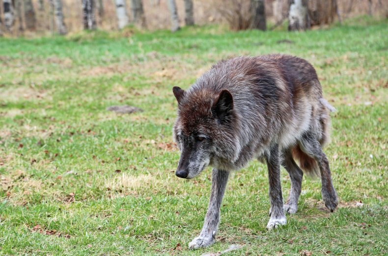 File photo of a wolf dog. 