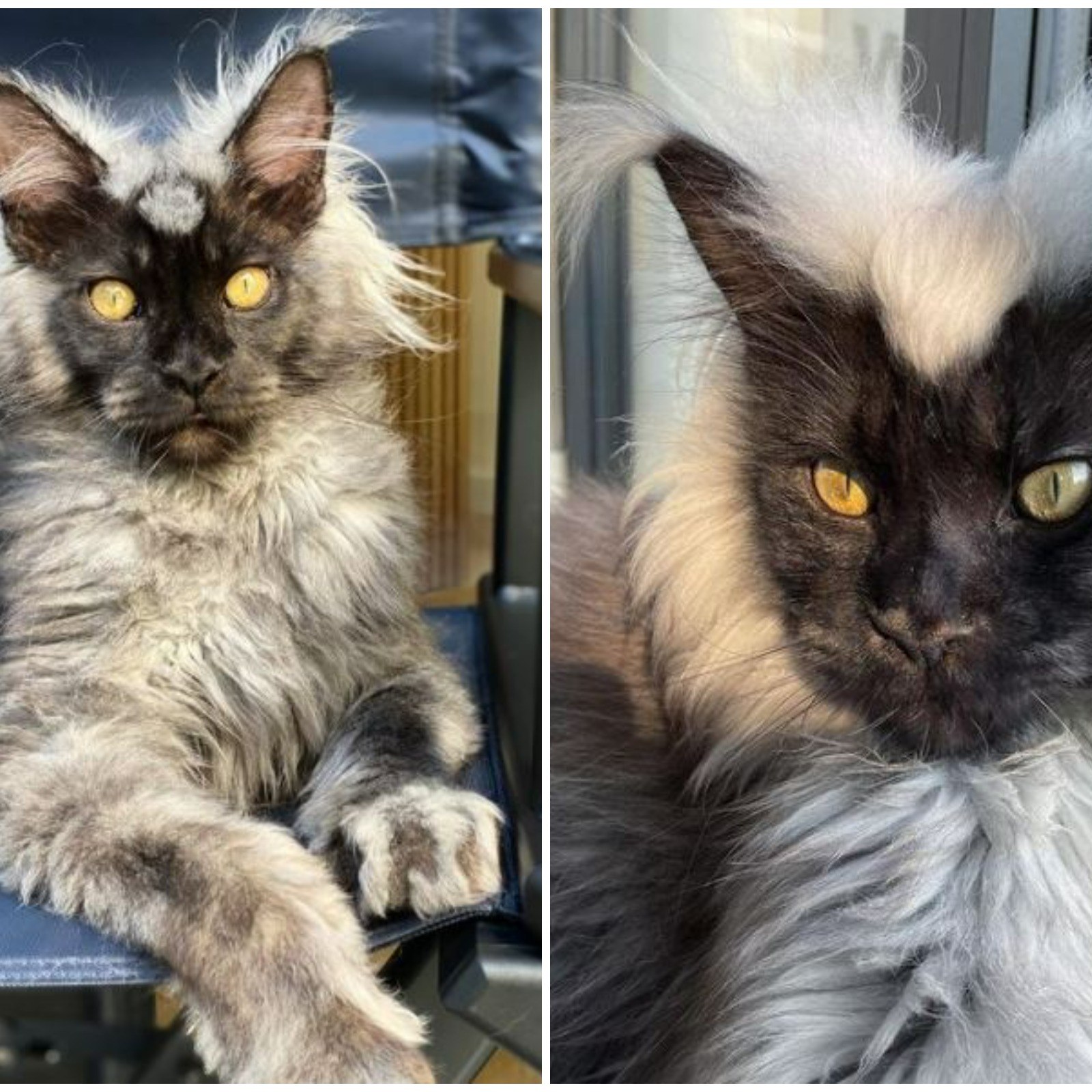 Majestic Creature Causes Stir Online As No One Can Work Out Its Breed Majestic Creature Causes Stir Online As No One Can Work Out Its Breed