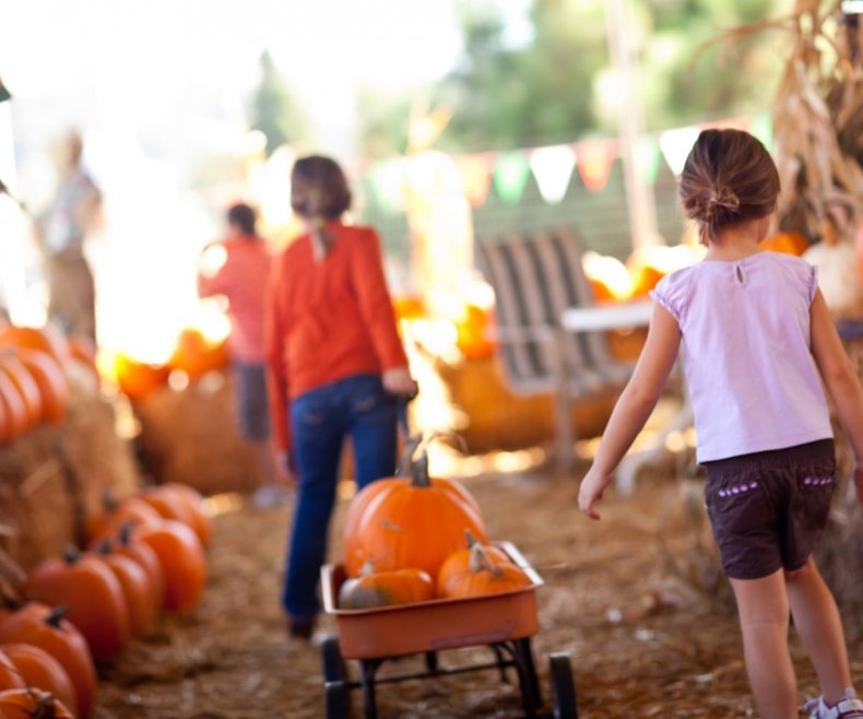 Stock image of pumpkin patch