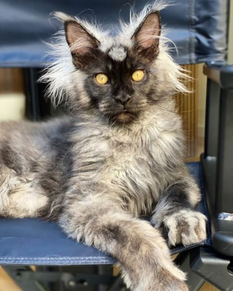 Photo of Richie the maine coon cat.