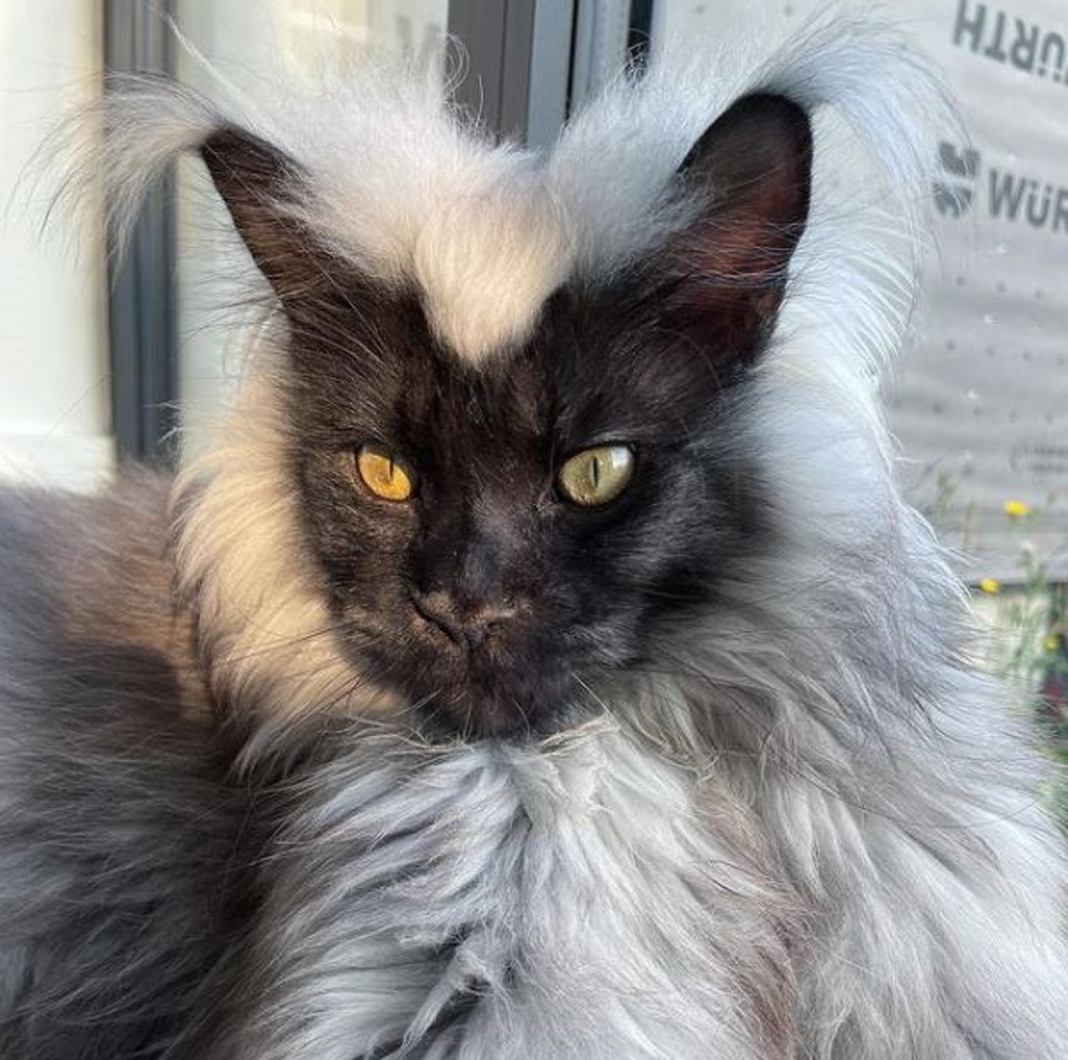 Werewolf cat hot sale long hair