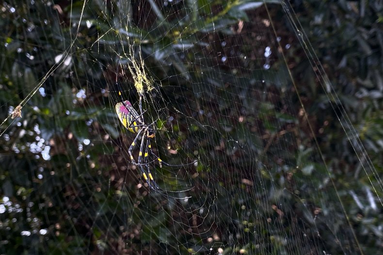 Joro Spider