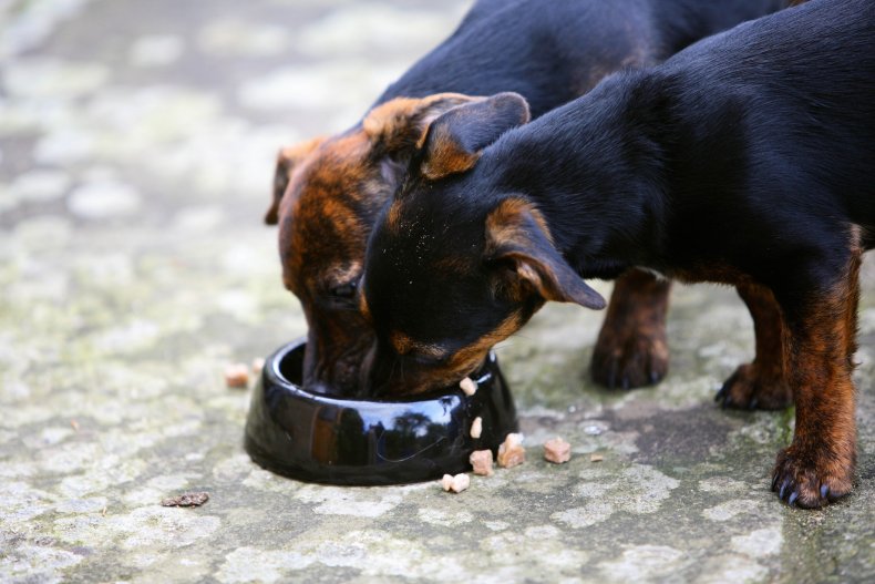 Pet Food Dish