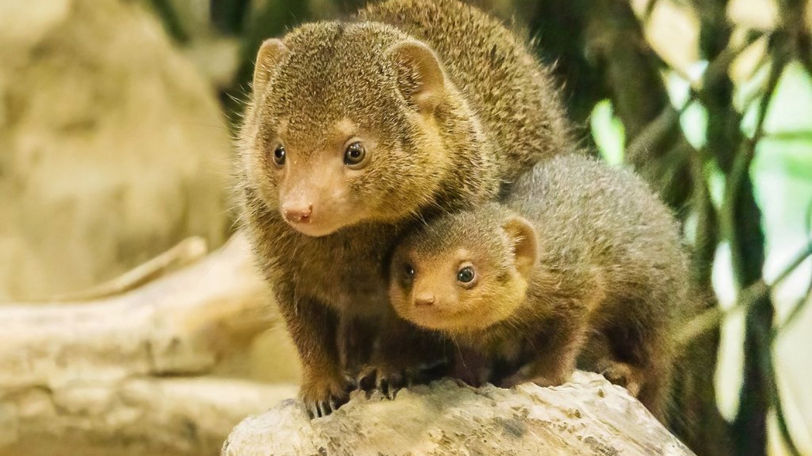 Mongoose Java Size How To Draw A Dwarf Mongoose Dwarf Mongoose | Sabi Sabi