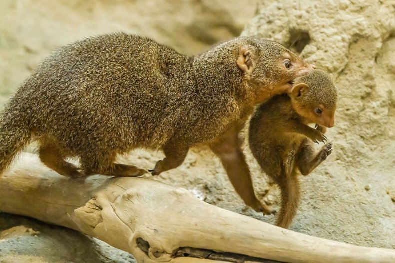 Adult mongoose with pup 