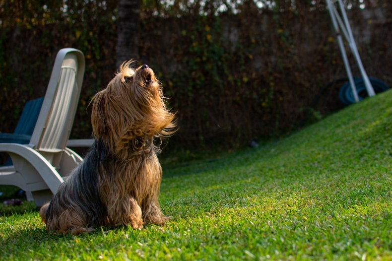 Yorkshire Terrier Dog Swimming Pool Death Cruelty