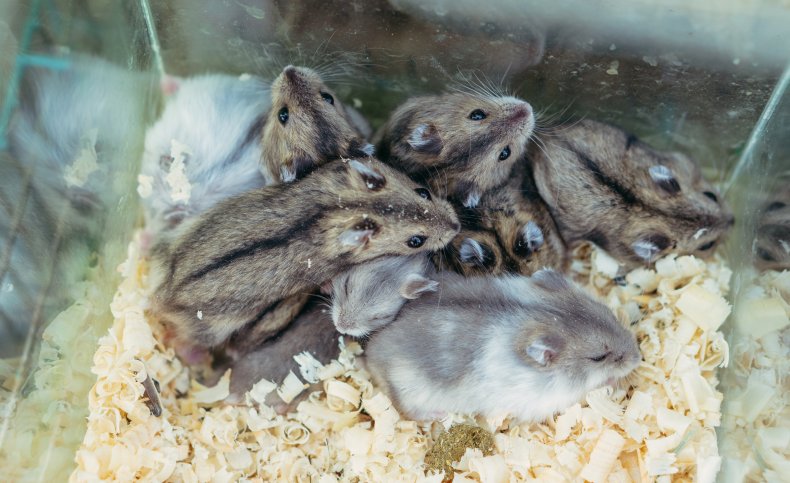 A glass box full of hamsters.
