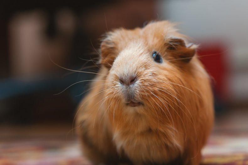 Guinea pigs were tortured in the videos