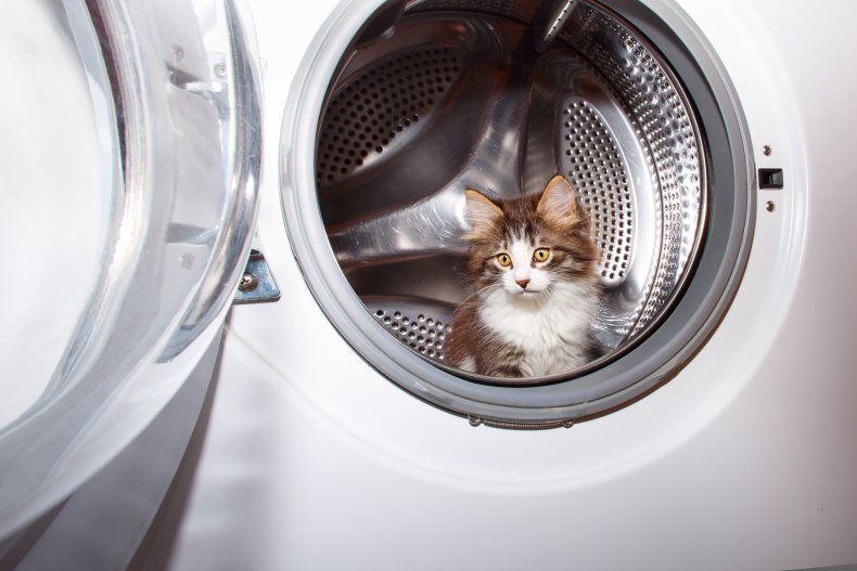 A kitten inside a washing machine.
