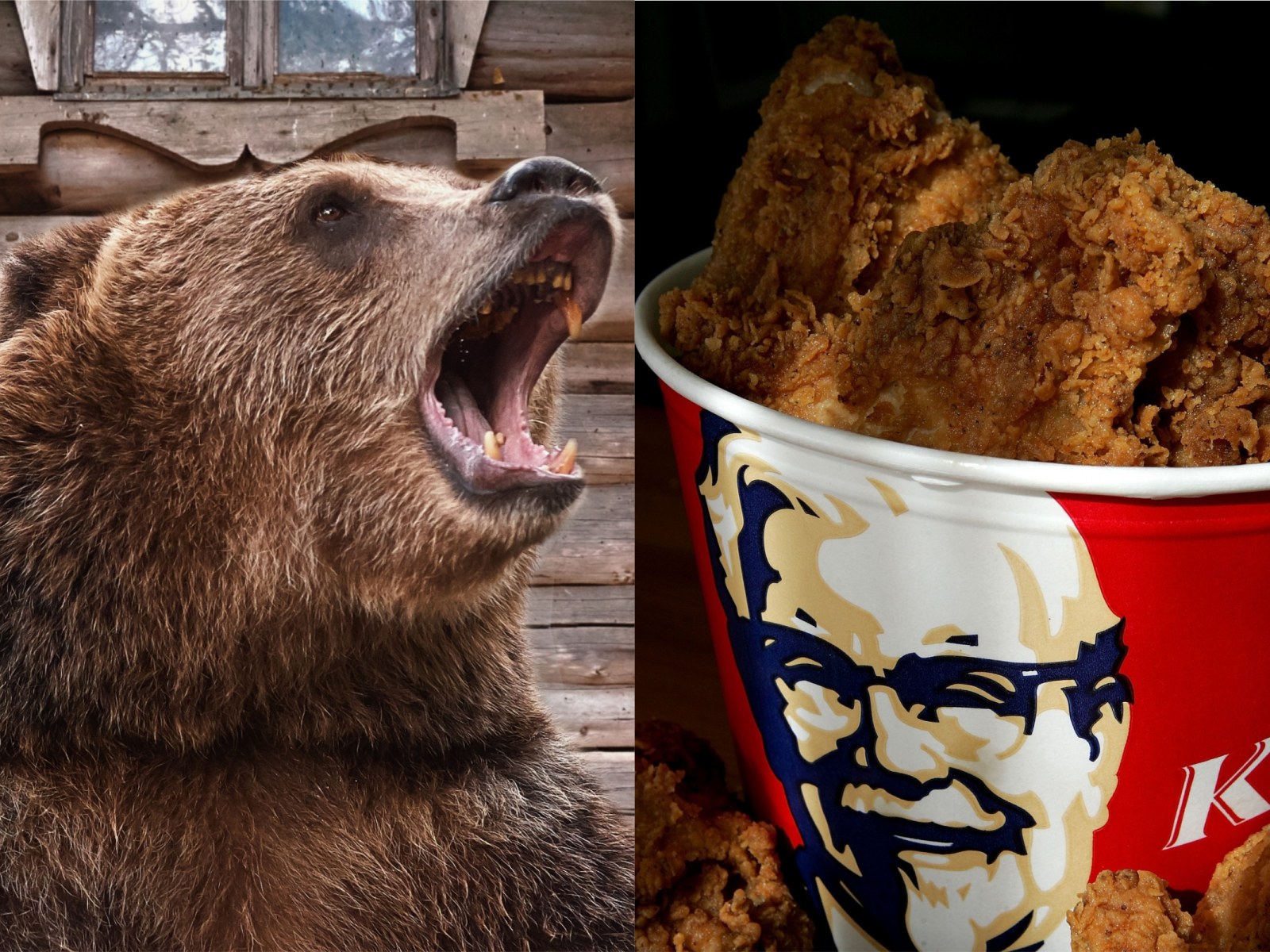 Bear Breaks Into California Home To Eat KFC Left on Kitchen Counter