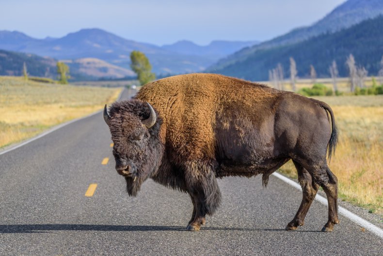 bison yellowstone