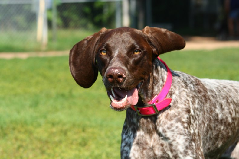 A German Short-haired Pointer dog.