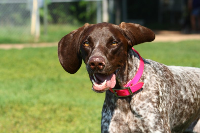 A German Short-haired Pointer dog.