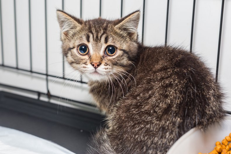 A small cat in a shelter