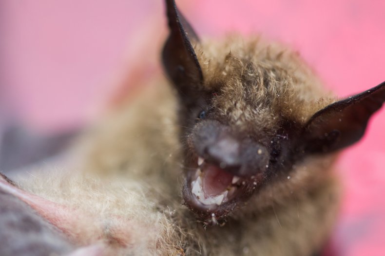 A bat with its mouth open