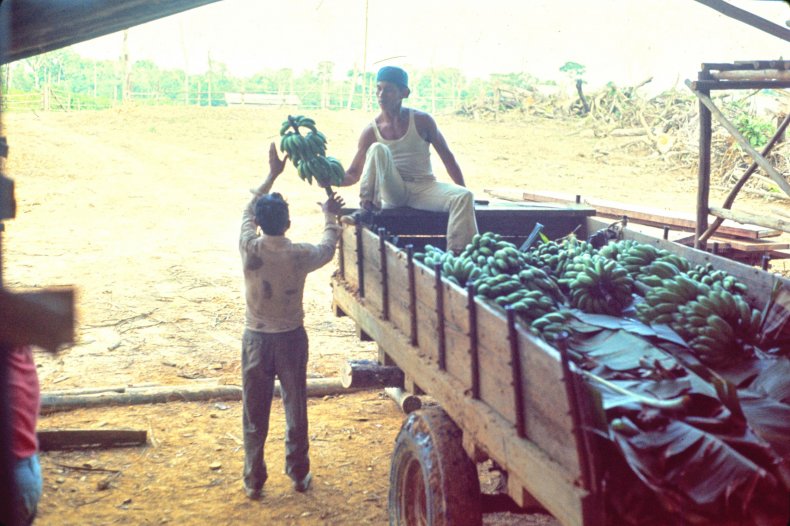 Jonestown unloading bananas (FBI photo)