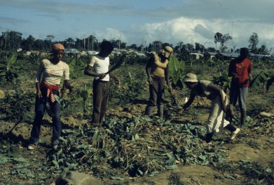 Jonestown Peoples Temple members farming eddoes