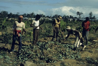 Jonestown Peoples Temple members farming eddoes Jonestown Peoples Temple members farming eddoes