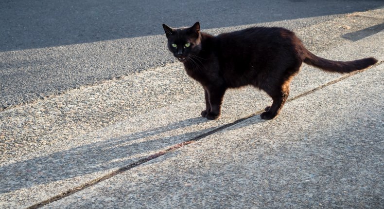 File photo of a black cat.