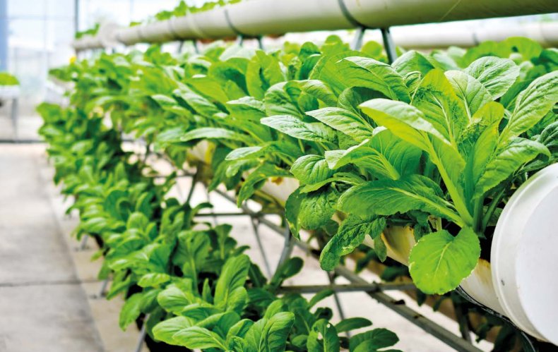 Madarfarms