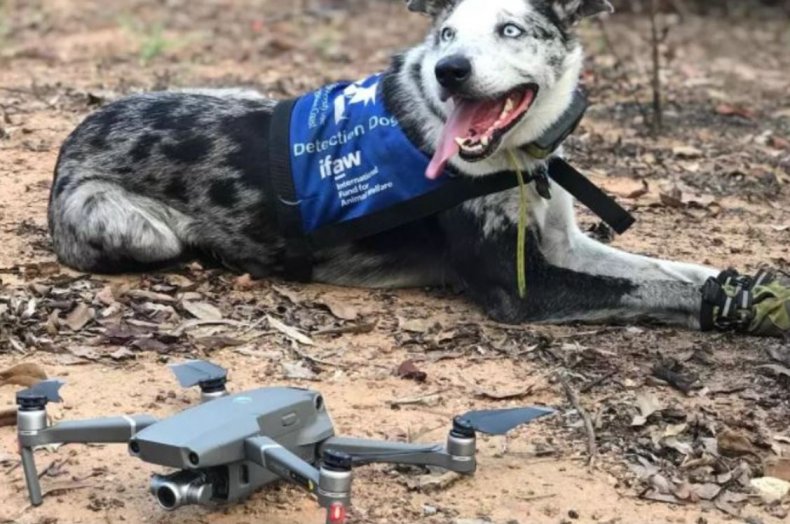 Bear the dog was awarded