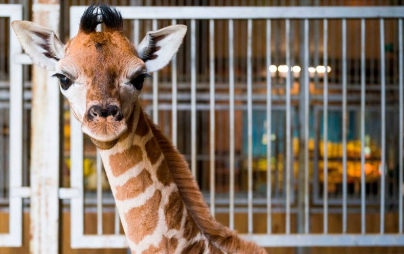 Three giraffes at Dallas Zoo died