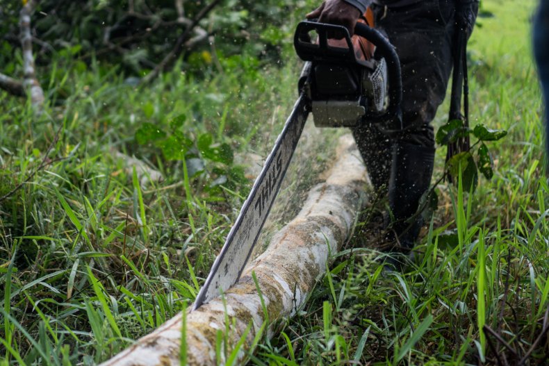 Farmer cuts tree