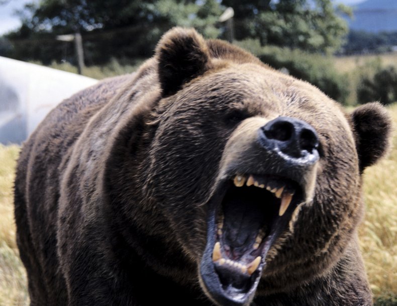 A brown bear reacting angrily.