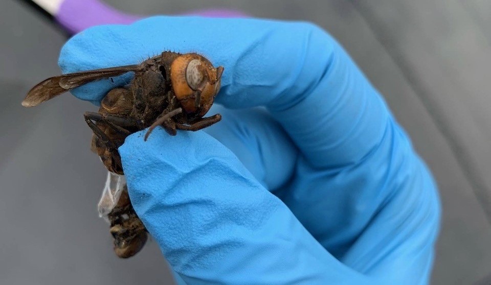 Murder Hornet Corpse Found In Beetle Trap Near Eradicated Washington Nests