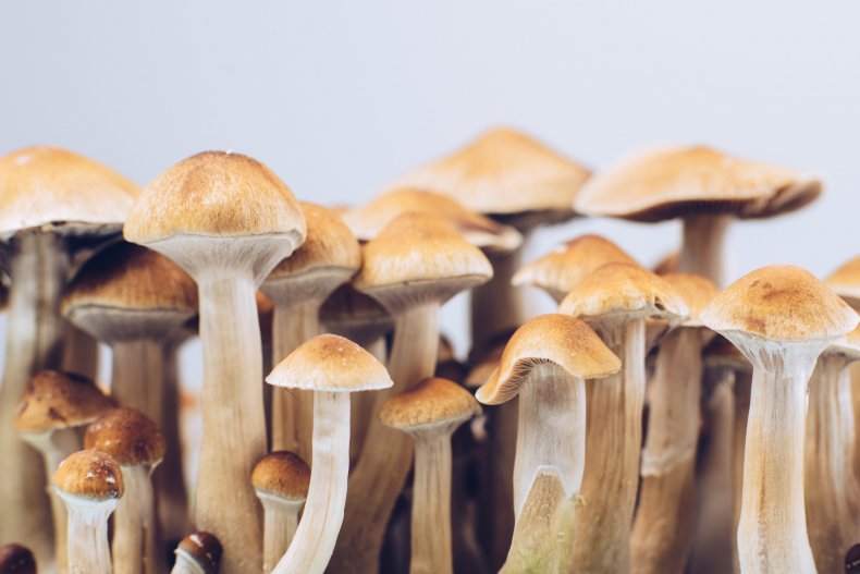 Psychoactive mushrooms