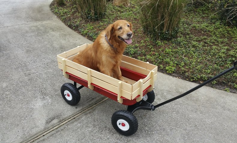 Dog in a wagon