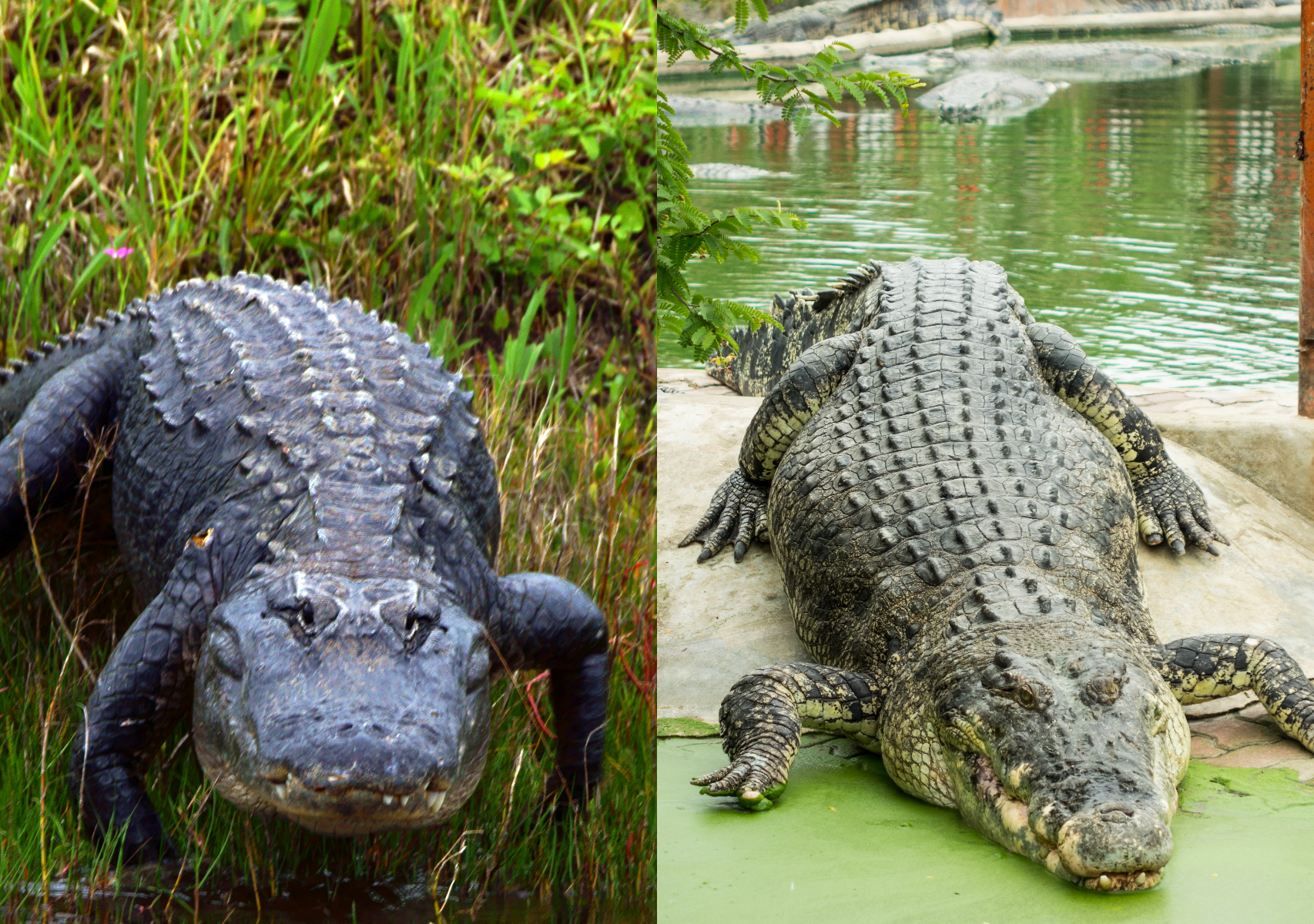 Croc Vs Alligator