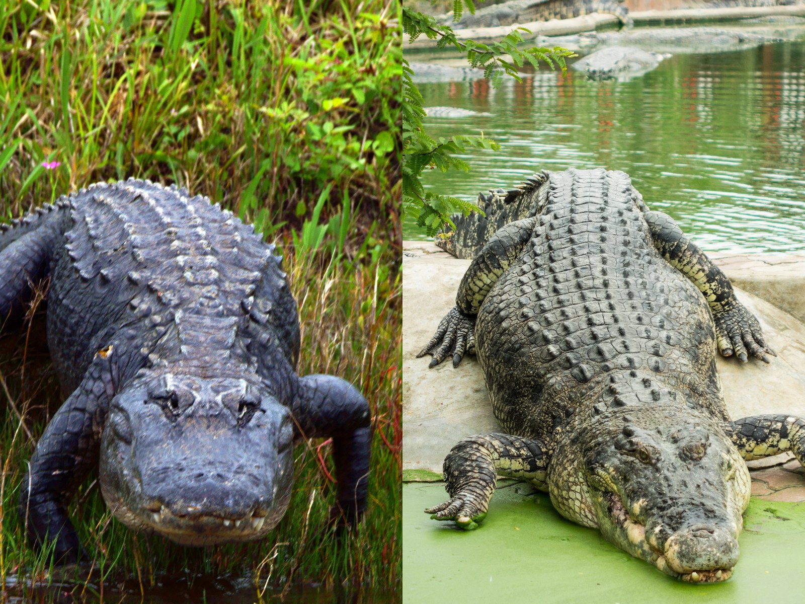 saltwater crocodile size comparison