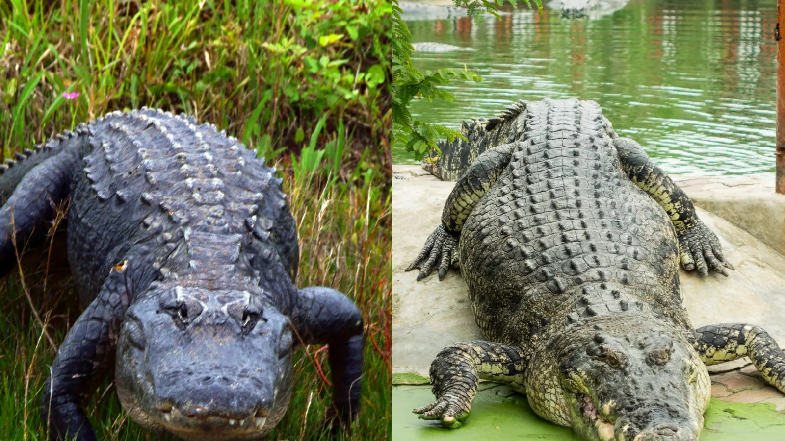 Does Florida Have Alligators and Crocodiles?