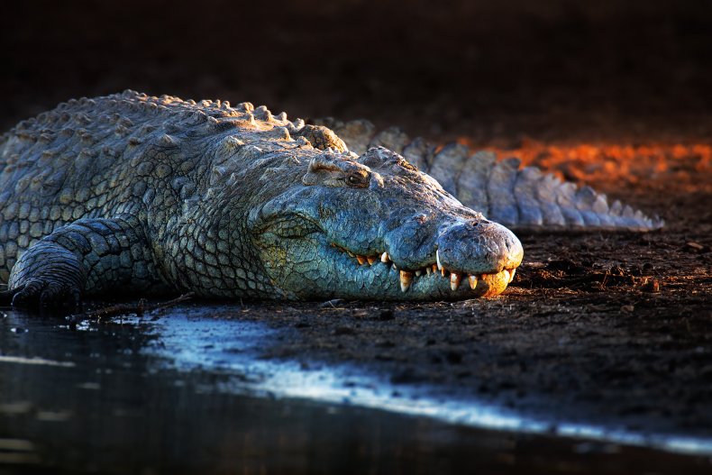 Nile crocodile