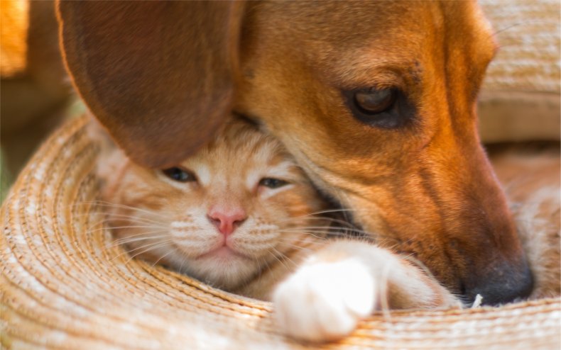 Ginger cat and dog having a cuddle.