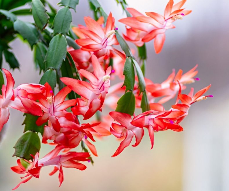 A Christmas cactus