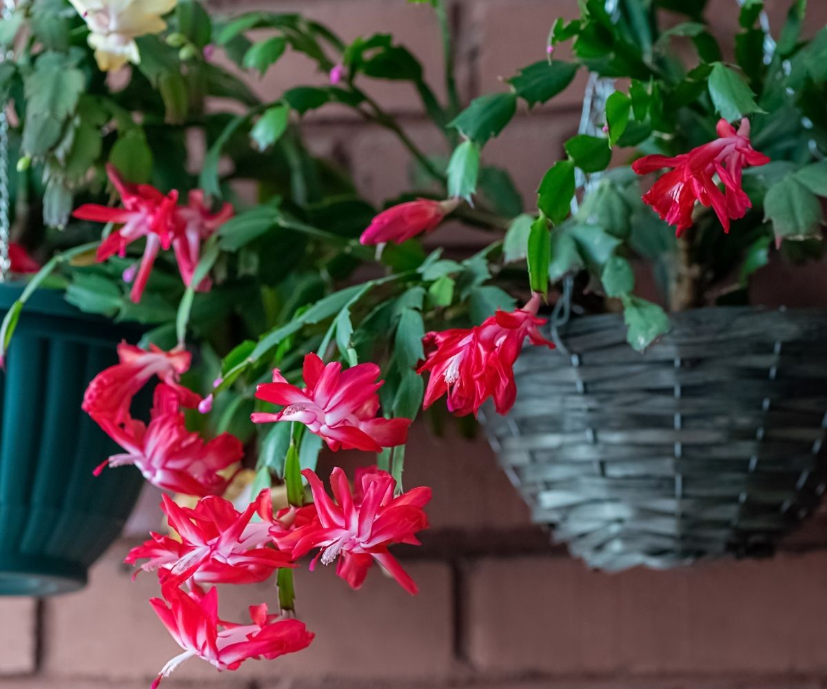 How to Care for a Christmas Cactus—And Propagate Them After the Holidays - Newsweek