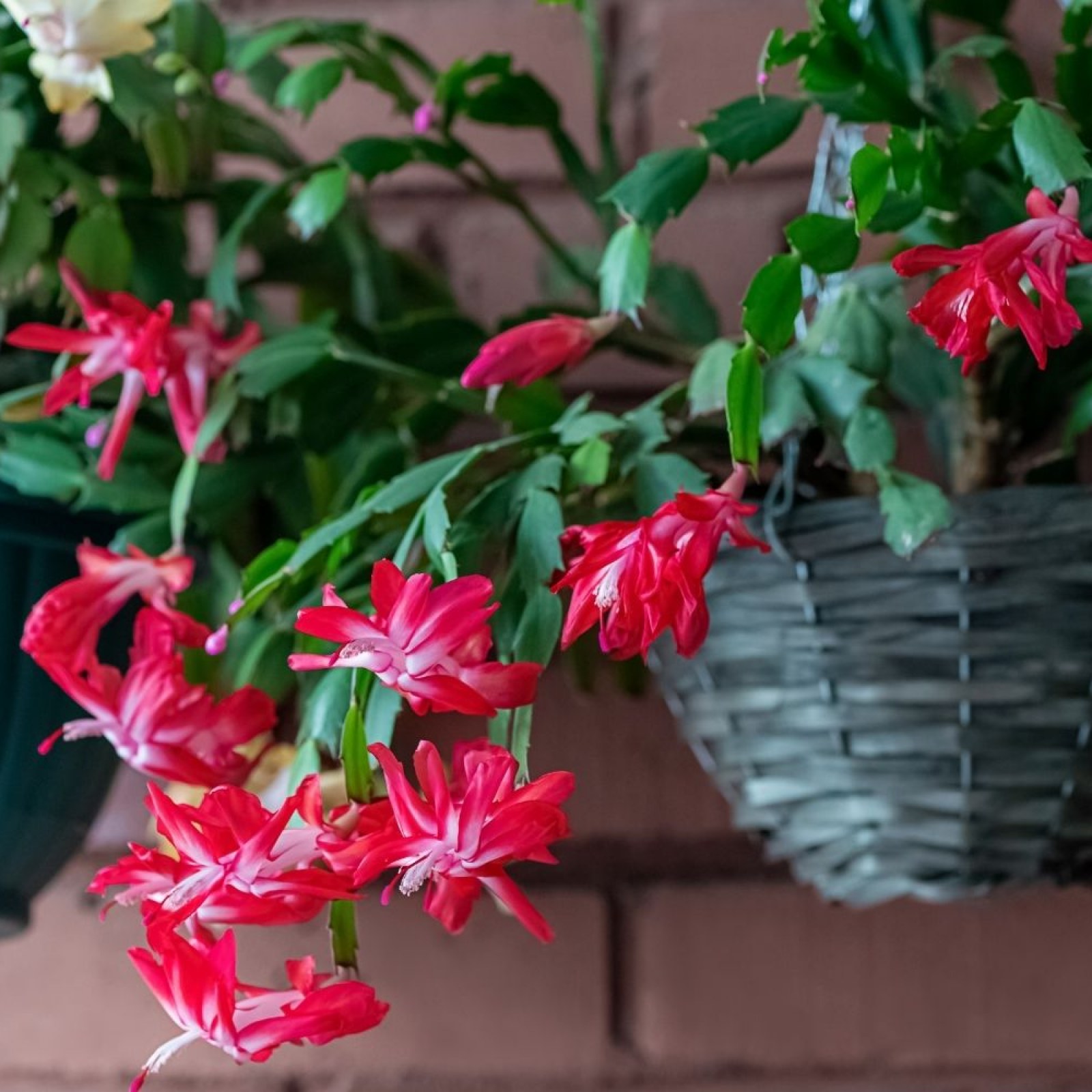 How to Care for a Christmas Cactus—And Propagate Them After the ...