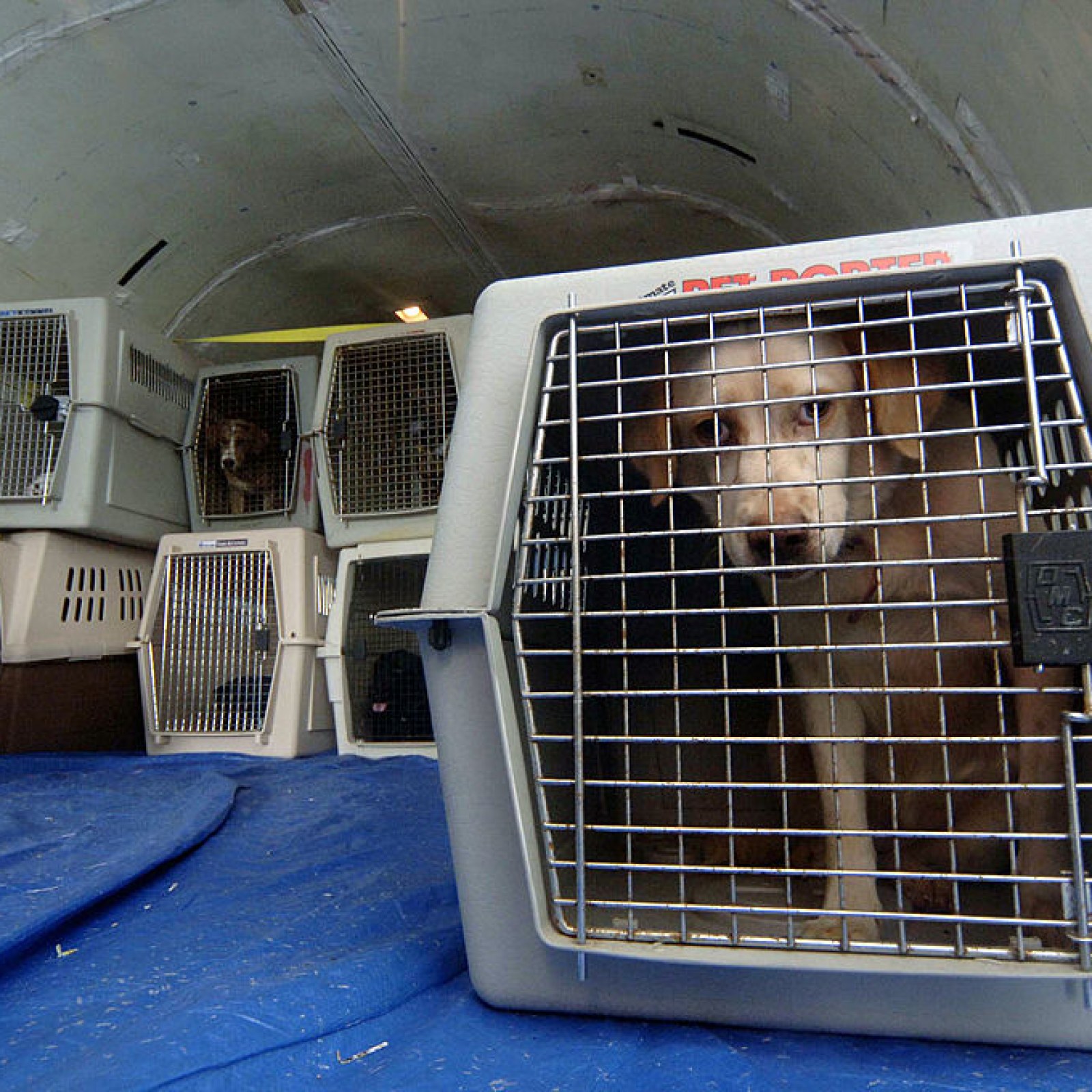 No Way in Hell': Viral Video Showing Where Pets Are Stored on Flights  Horrifies Viewers