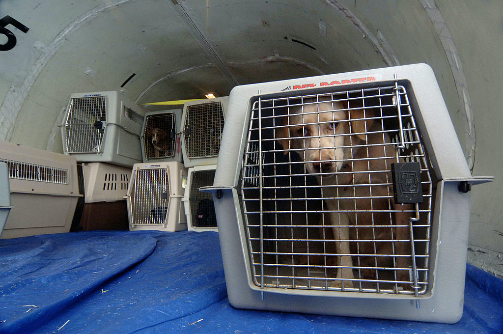  No Way In Hell Viral Video Showing Where Pets Are Stored On Flights 